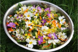 Atelier cueillette cuisine de plantes sauvages