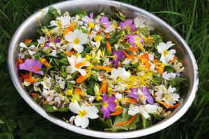 photo Stage cueillette et cuisine de plantes sauvages