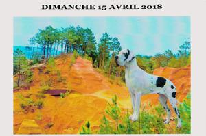 EXPOSITION CANINE