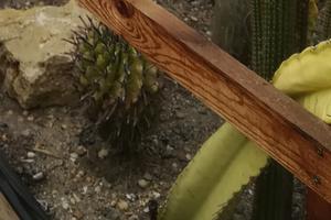 Portes ouvertes chez cactus Landes