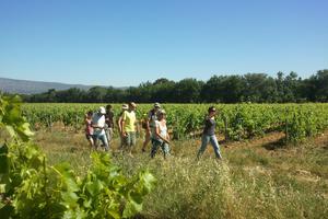 Balades vigneronnes sur la route des Vins de Provence