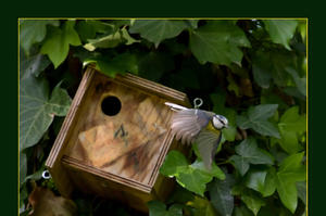 photo A la découverte de la biodiversité du Parc du Château (Mérignac)