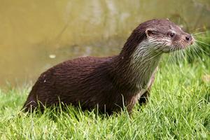 Sur la piste de la loutre