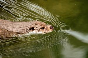 photo Sur la piste de la loutre