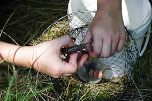 photo Pêche de l'écrevisse