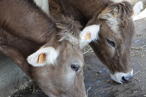 Visite et goûter à la ferme