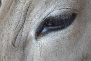 photo Visite et goûter à la ferme