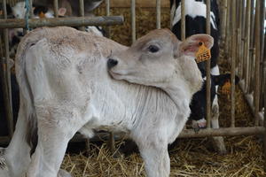 Visite et goûter à la ferme