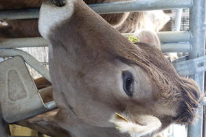 Visite et goûter à la ferme