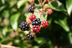 Reconnaître les fruits sauvages