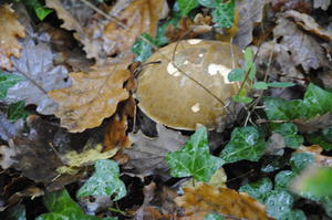 Sortie d'automne : champignons et compagnie