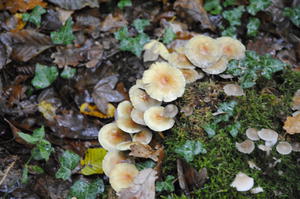 photo Sortie d'automne : champignons et compagnie
