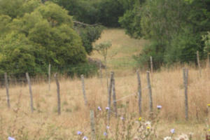 Atelier d'initiation à l'agroforesterie