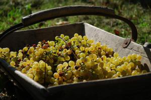 photo Vendanges à l'Ancienne