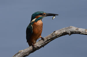 DES OISEAUX PLEIN LES YEUX