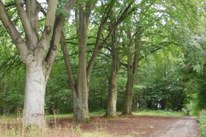 balade du curieux: un matin dans le bois et abécédaire des arbres