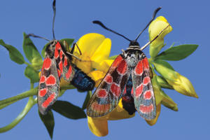 photo Conférence : moyens de défense chez les insectes