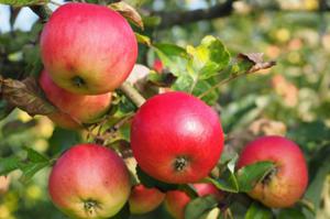 photo Stage - Taille et traitement des arbres fruitiers bio