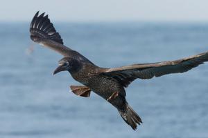 photo Balade en mer : Les oiseaux pélagiques