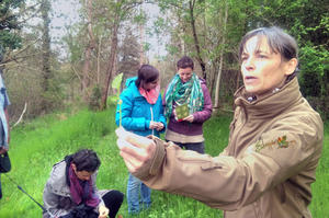 photo Formation aux plantes sauvages comestibles