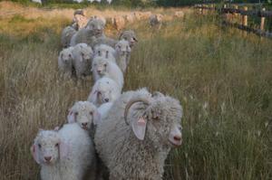 photo VISITE GUIDÉE LE MOHAIR DU POITOU SECRET