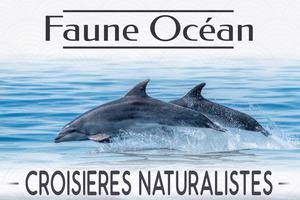 Croisière Dauphins et Faune marine de Bretagne