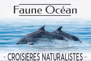 Croisières Dauphins et Faune marine de Bretagne