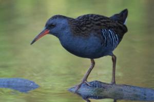 Sortie nature: Quel est cet oiseau ?