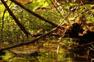 Sortie nature: Plonger sous la tourbière.