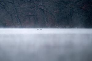 photo Sortie nature et projection: la vie dans les plans d'eau.