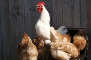 Portes ouvertes ferme de La Grosse Grange