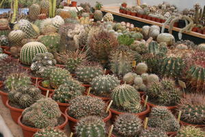 Portes Ouvertes Cactus Landes