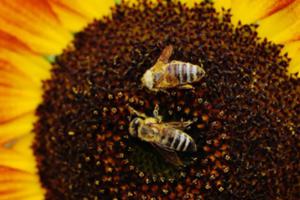 photo L'apiculture amateur.