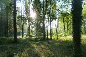 Visite de l'Arboretum