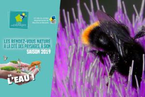 Atelier nature: Bzzz! Les bourdons!