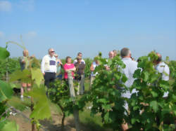 Balade découverte dans les vignes du domaine du Petit Clocher