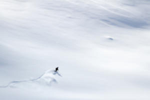 Il va où le blanc de la neige quand elle fond ?