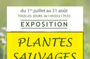 photo plantes sauvages