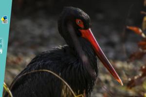 photo Animation nature: La cigogne noire.