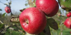 Fête de la Pomme et des Produits du Terroir