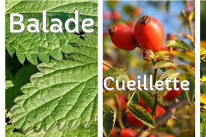 Les plantes comestibles autours de chez nous