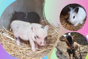 Foire à la ferme