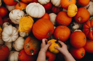 photo Je récolte mes courges avec Romain Chaumette, maraîcher bio (Eléments-terre)