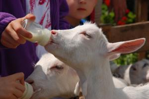 photo Les Visit'actives - Je nourris les animaux de la ferme avec Stéphane Monceau, éleveur bio (La Ferme Du Pas Du Loup)