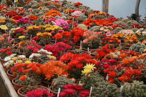 photo PORTES OUVERTES CHEZ CACTUS LANDES