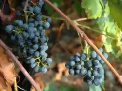 Fête des vendanges