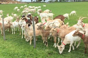 photo Portes ouvertes de Noël à la Ferme des CROQ'EPINES