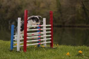 KANINHOP (Sport pour Lapins) au 92 salon de la basse cour