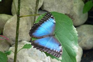 photo SORTIE A DIE (DROME) visite du jardin des découvertes et des papillons