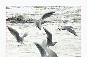 photo A la découverte de la biodiversité en hiver  à 14 h